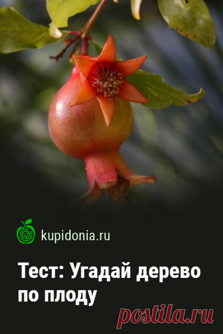 Тест: Угадай дерево по плоду. Предлагаем вашему вниманию новый развлекательный тест с картинками о растениях. Сегодня будем угадывать деревья, по плодам, которые выросли на их ветках.