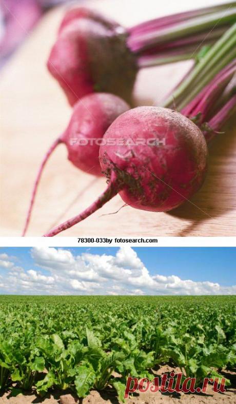 Как вырастить свеклу красивой, здоровой и вкусной? » Советы садоводу