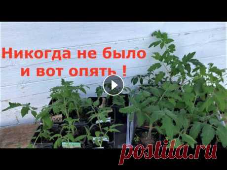 Что случилось с рассадой? Опадают листья, волдыри на стебле и на листьях. Наросты, бугорки на листьях. Оэдема эдема на рассаде томатов и перцев. Помощ...