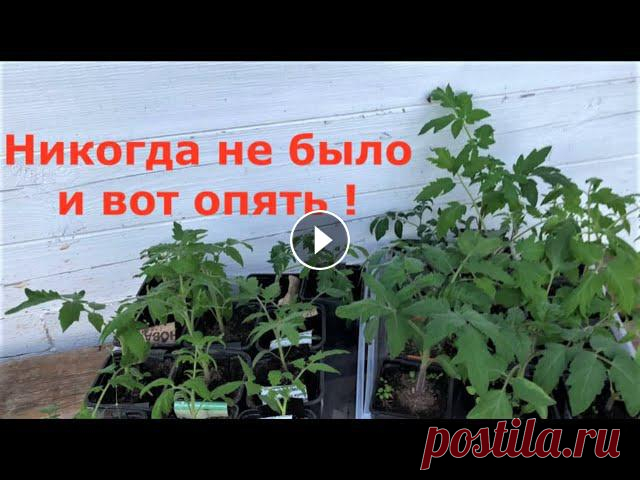 Что случилось с рассадой? Опадают листья, волдыри на стебле и на листьях. Наросты, бугорки на листьях. Оэдема эдема на рассаде томатов и перцев. Помощ...