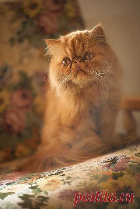 King Panton | Flickr - Photo Sharing!