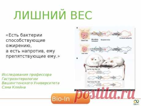 Благодаря пробиотикам, симбиотикам  в программе Био ин уходят лишние кг, приходит лекгость, молодость, здоровье