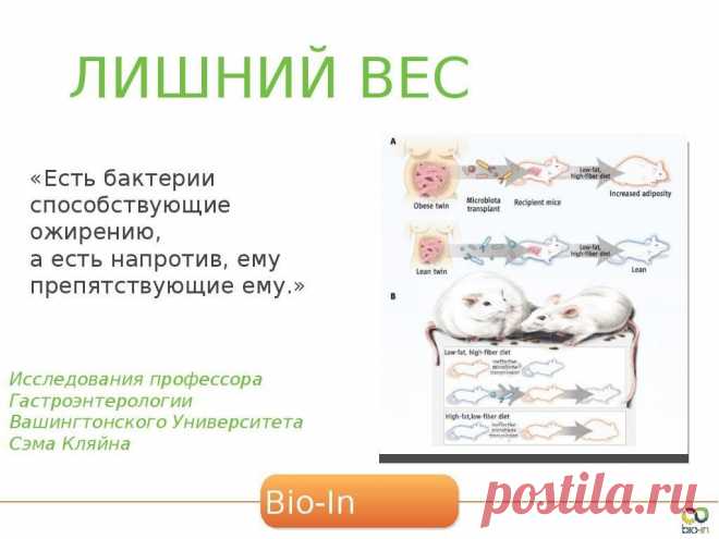 Благодаря пробиотикам, симбиотикам  в программе Био ин уходят лишние кг, приходит лекгость, молодость, здоровье