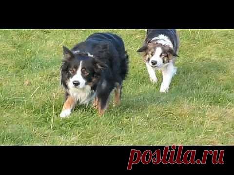 (+1) комм - Очень странные колли)) | Четвероногий юмор