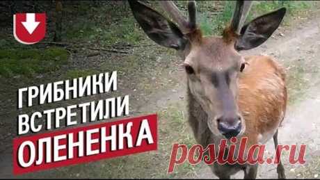Олененок два часа провел с грибниками из Жлобина