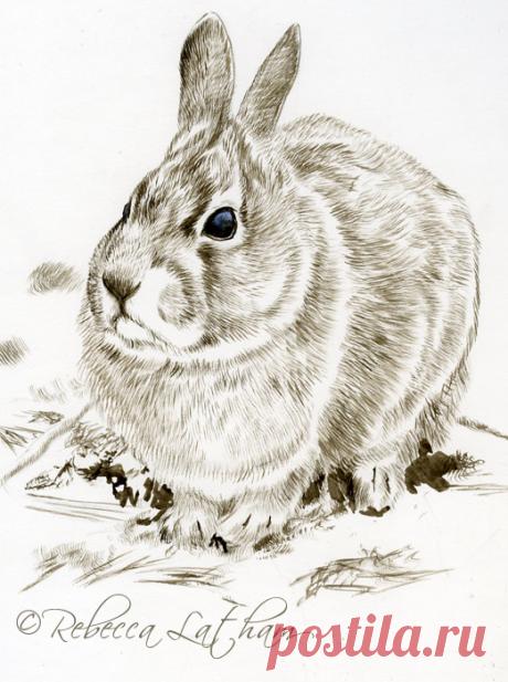 Коллекция кроликов – сепии | Картины дикой природы и природы Ребекки Лэтэм