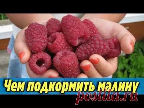 Подкормите этим МАЛИНУ весной чтобы ЯГОДА выросла КРУПНОЙ и СЛАДКОЙ Дачные секреты выращивания - YouTube