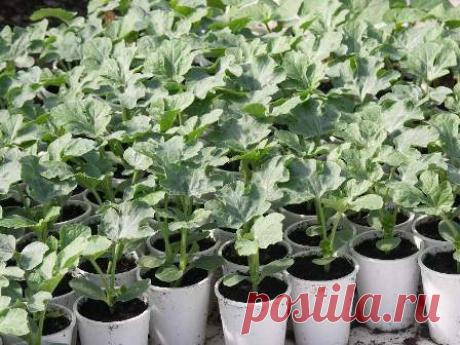 Сеем семена цветов по всем правилам!