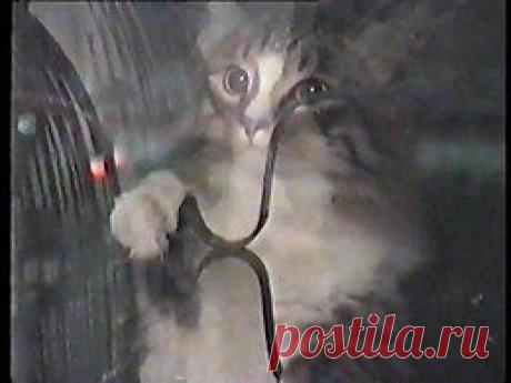 Видео в рубрике: &quot;Наши домашние животные&quot;