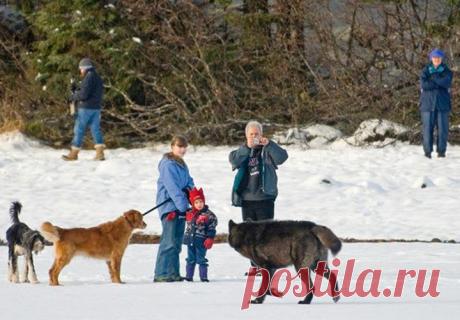Невероятная история: волк, собаки, люди
