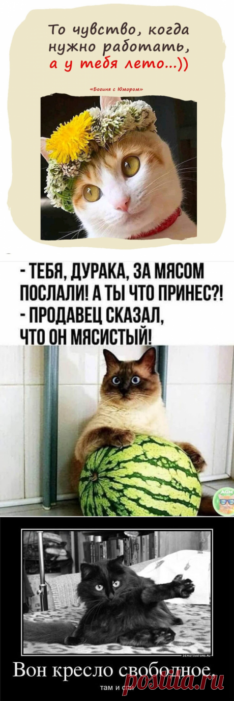 😽Минутка юмора🐈😀 | Счастье | Яндекс Дзен