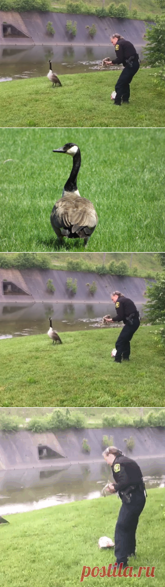 Гусыня попросила человека о помощи — Наука и жизнь