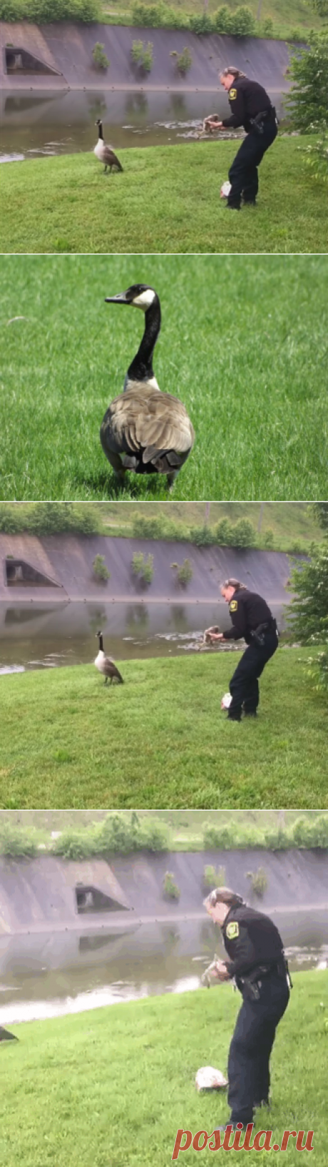 Гусыня попросила человека о помощи — Наука и жизнь