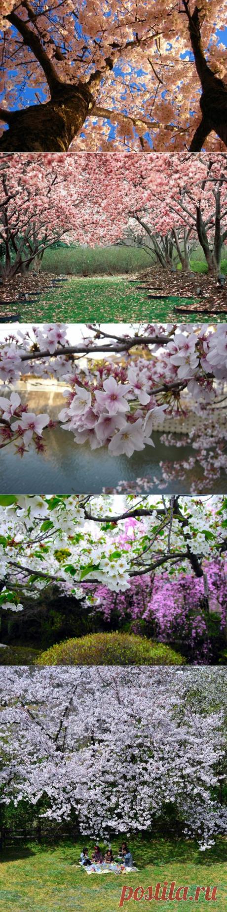 Цветение сакуры в Японии (34 фото)