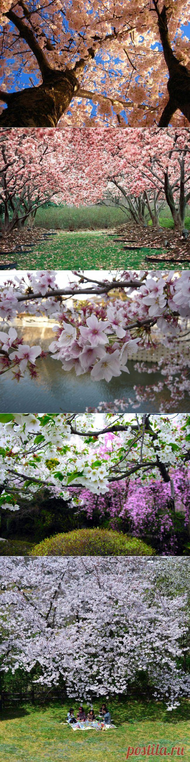 Цветение сакуры в Японии (34 фото)