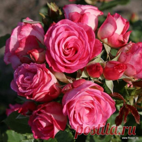Какие розы купить этой осенью: новые сорта 2020