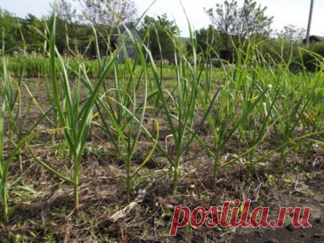 После чего сажать чеснок под зиму, а после каких растений не стоит