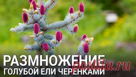 Размножение голубой ели черенками Размножение голубой ели черенками. Хвойные растения можно размножать даже зимой. Какие черенки ели брать для размножения, как посадить черенки ели, смотрите ...