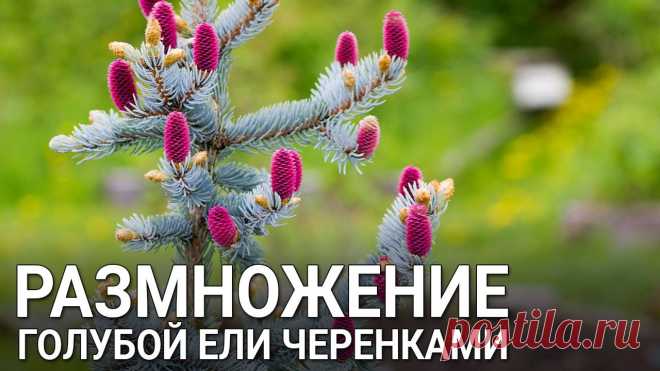 Размножение голубой ели черенками Размножение голубой ели черенками. Хвойные растения можно размножать даже зимой. Какие черенки ели брать для размножения, как посадить черенки ели, смотрите ...