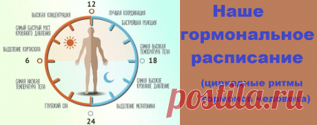 Наше гормональное расписание | Советы целительницы