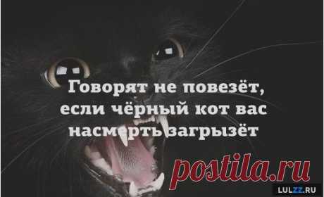 Про чёрного кота – Lulzz