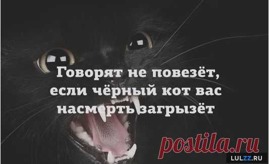 Про чёрного кота – Lulzz