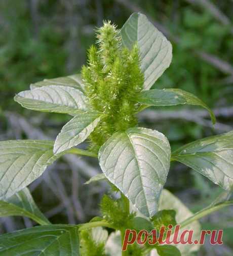 Полезные и вкусные рецепты из амаранта | Дачный участок