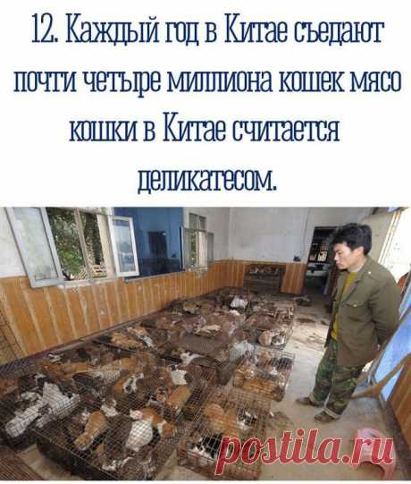Познавательные факты обо всем на свете!.
