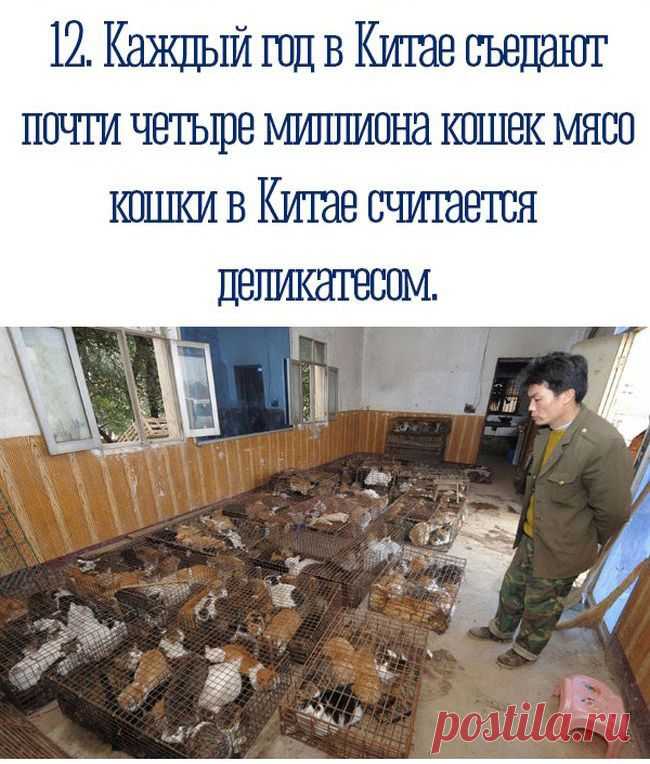 Познавательные факты обо всем на свете!.
