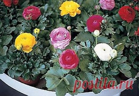 Ранункулюс выращивание, посадка и уход, фото