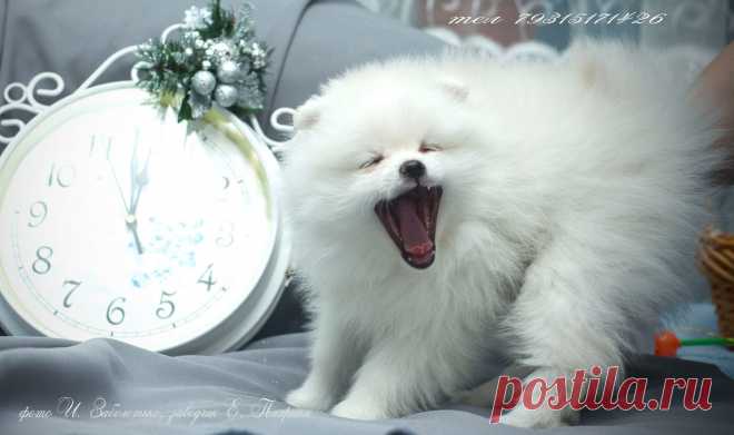 Елена Полярная
Султаша проспал новый год!