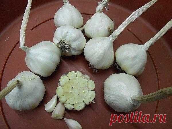 О ЯРОВОМ ЧЕСНОКЕ