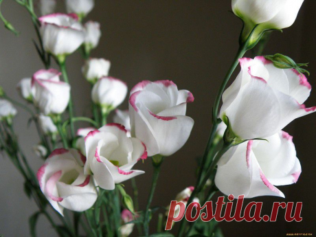 " Ирландская роза " ... Выращивание эустомы