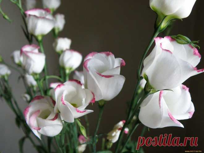 " Ирландская роза " ... Выращивание эустомы