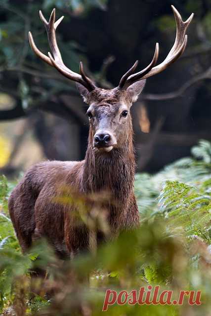 deoxify: Stag head on in the undergrowth by... - The Endless Forest
