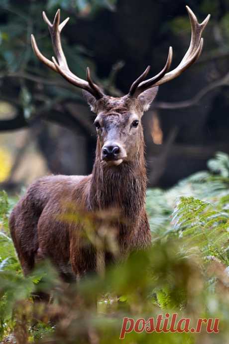 deoxify: Stag head on in the undergrowth by... - The Endless Forest