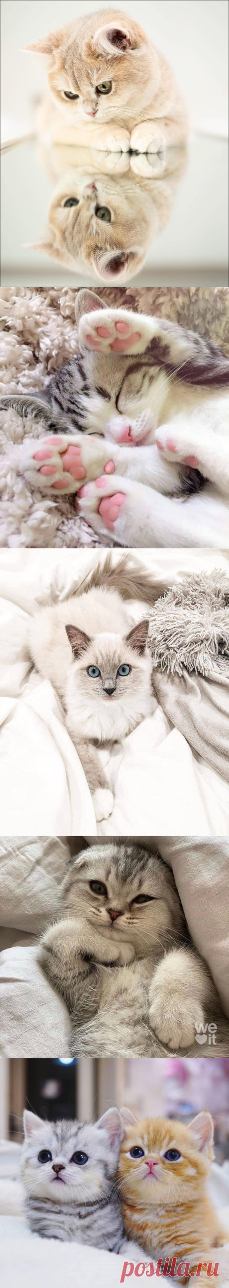 Ах, эти удивительные кошечки!..