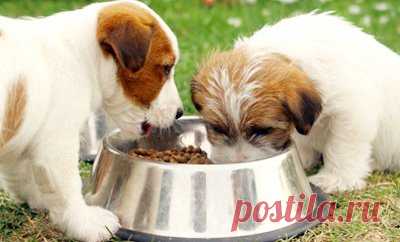 Сколько еды давать собаке в день