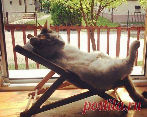 Кошки, знающие толк в летнем отдыхе / Питомцы