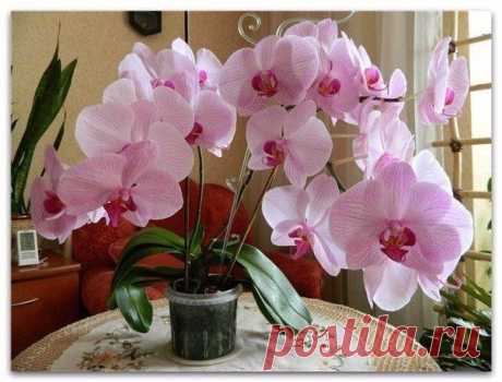 Школа цветоводства 🌸 Наш дом всегда в цветах 🌸