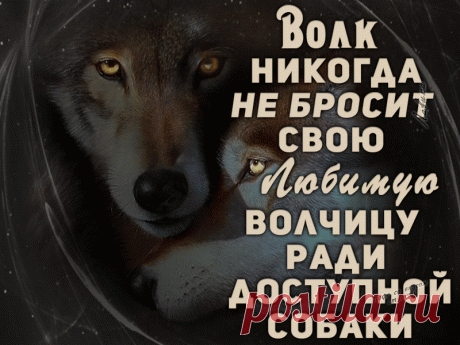 Есть Мужчины — Телята, их на привязи легко.... Уводят. Есть Мужчины — Псы — Кабели,..... они бегают за каждой ..... сучкой. А есть категория Мужчин — волки. —Они с одной и ..... НАВСЕГДА..