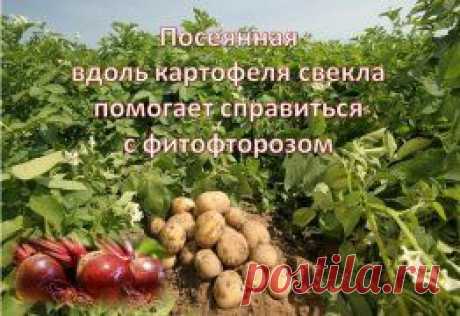 СВЕКЛА -ПОМОЩНИЦА КАРТОШКЕ
