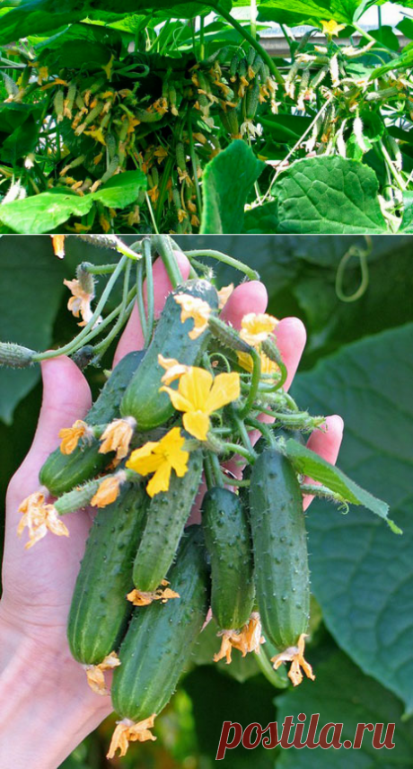 О ВЫГОДНЫХ ПУЧКОВЫХ ОГУРЦАХ