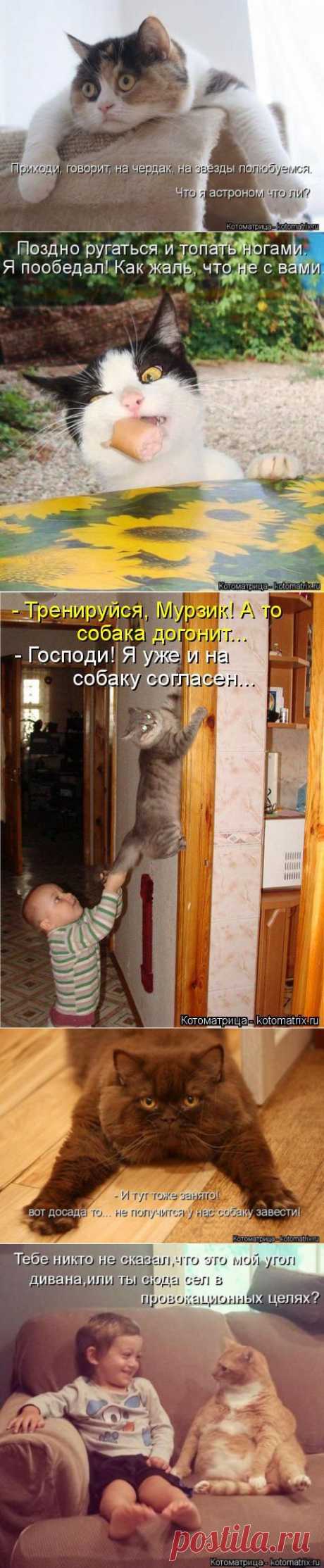 Тренируйся, Мурзик ! | Обхохочешься
https://mtdata.ru/u9/photoF296/20533906599-0/original.jpg#20533906599