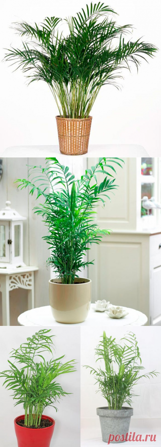 Хамедорея изящная (элеганс)