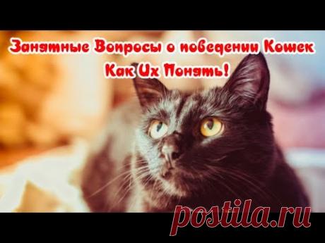 Занятные Вопросы о Поведении Кошек – Как Их Понять Interesting Questions about the Behavior of Cats