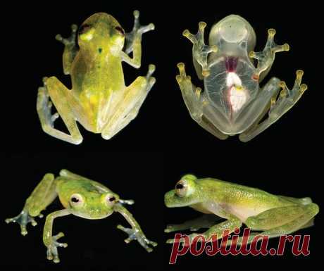 Кожа этих лягушек настолько прозрачна, что через нее можно увидеть их внутренние органы.