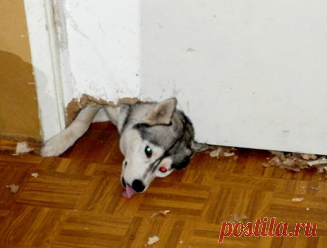 Смешные животные: когда дома скучно. Подборка забавных фото | уДачная жизнь | Яндекс Дзен