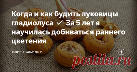 Когда и как будить луковицы гладиолуса ✅ За 5 лет я научилась добиваться раннего цветения Хотите увидеть цветение гладиолусов в самый ранний срок? Пожалуйста, не забудьте вовремя достать клубнелуковицы из зимнего хранения. Я вам расскажу, когда и как это правильно делать. Буду рада, если летом благодаря моим скромным советам вы увидите пышные цветочные шпаги раньше, чем в прошлом году
Среди многообразия сортов гладиолуса есть по-настоящему