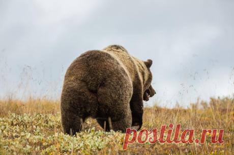Почему у медведя короткий хвост: объяснения ученых и фольклорные версии / Флора и фауна / iXBT Live